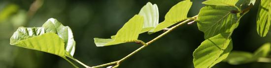 Photo feuilles
