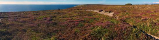 Photo Les landes de la pointe de Pen-Hir 