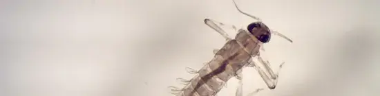 photo insecte de la famille des baetidae (Ordre des Ephéméroptère)