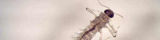 photo insecte de la famille des baetidae (Ordre des Ephéméroptère)