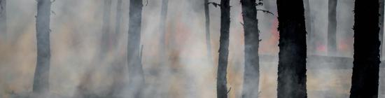 Silhouettes d'arbres après un feu de forêt