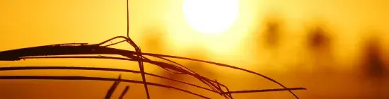 Soleil chaleur