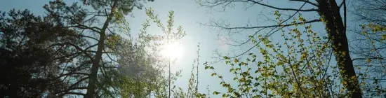 Soleil et ciel bleu avec des arbres