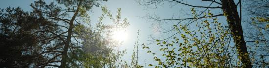 Soleil et ciel bleu avec des arbres