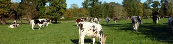 Photo Troupeau de vaches dans le bocage breton