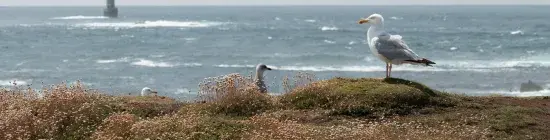 Un goéland posé en bord de falaise, plumes au vent, face à la mer et le phare d'Ouessant