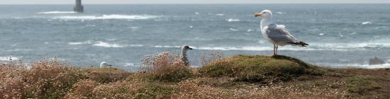 Un goéland posé en bord de falaise, plumes au vent, face à la mer et le phare d'Ouessant