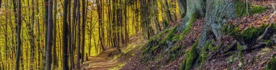 Chemin forestier