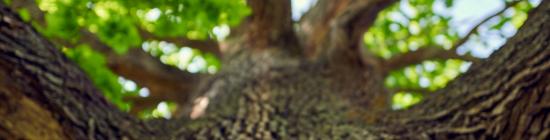 arbre écorce bois