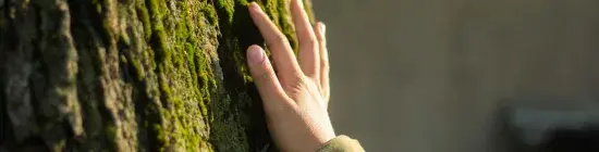 Photo main sur arbre