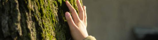 Photo main sur arbre