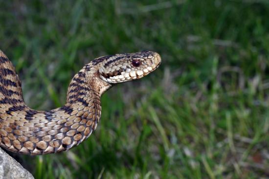 Photo Vipère péliade