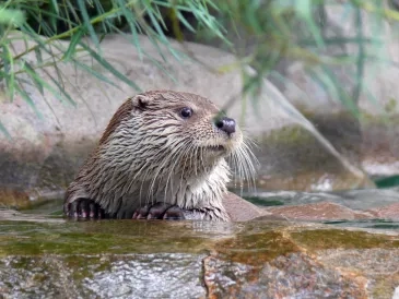 Photo loutre d'Europe