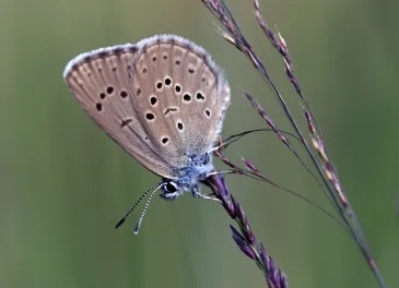Photo Azuré des mouillères