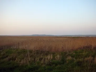 Photo Vasières littorales et oiseaux migrateurs