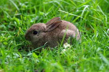 Photo lapin de garenne