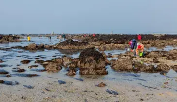Photo Pêche à pied de coquillages et crustacés
