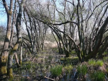 Photo Marais arrière-dunaire à Pénestin