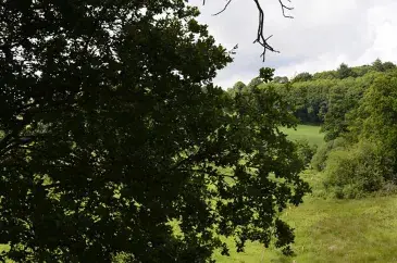 Photo linéaires de haies