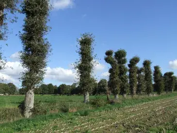 Photo bocage à ragosses 