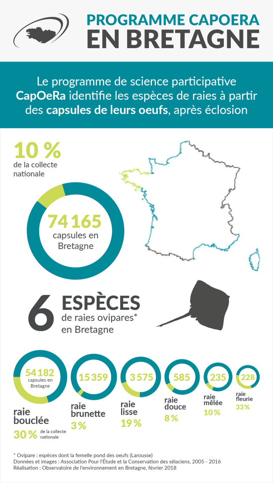 Infographie Programme Capoera en Bretagne