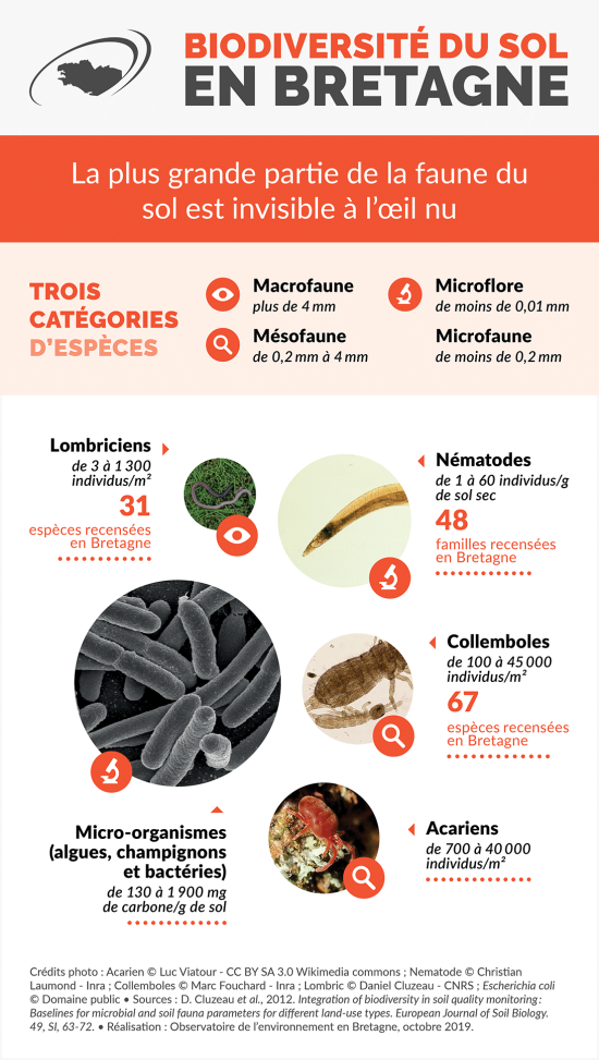 Infographie Biodiversité du sol en Bretagne