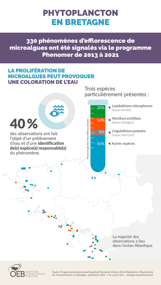 Infographie Phytoplancton en Bretagne