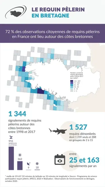 Infographie Le requin pèlerin en Bretagne