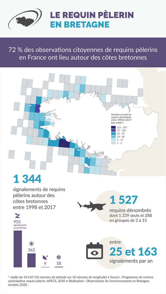 Infographie Le requin pèlerin en Bretagne