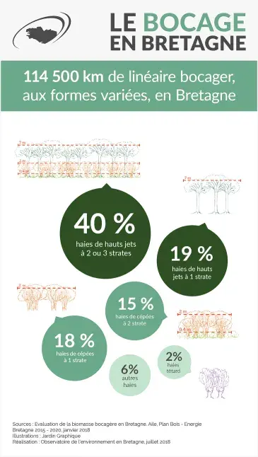 Infographie Les haies bocagères en Bretagne