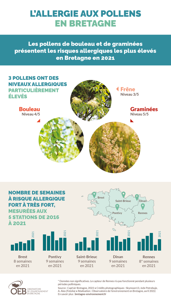 Infographie L'allergie aux pollens en Bretagne