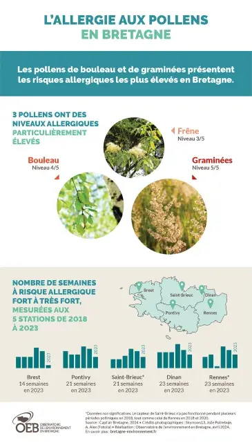 Infographie L'allergie aux pollens en Bretagne