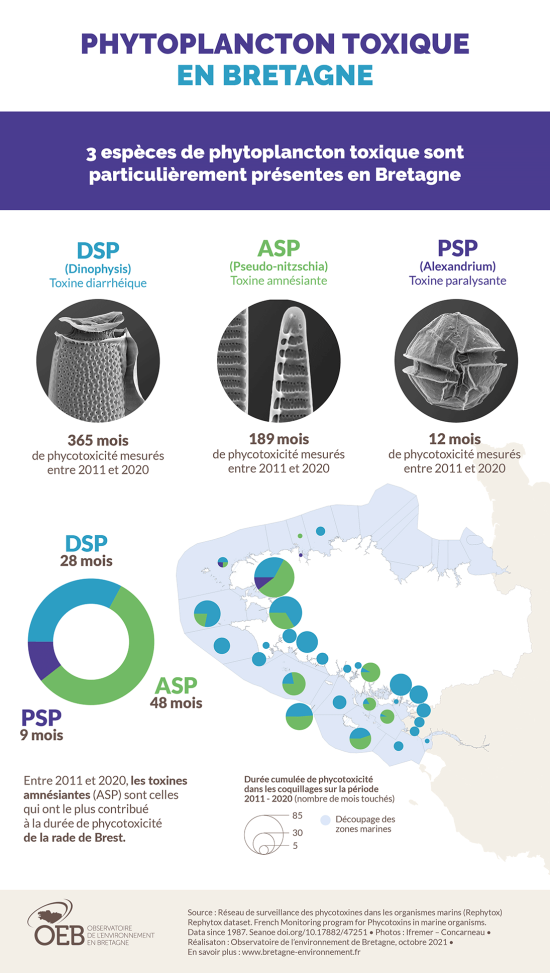 Infographie Phytoplancton toxique en Bretagne