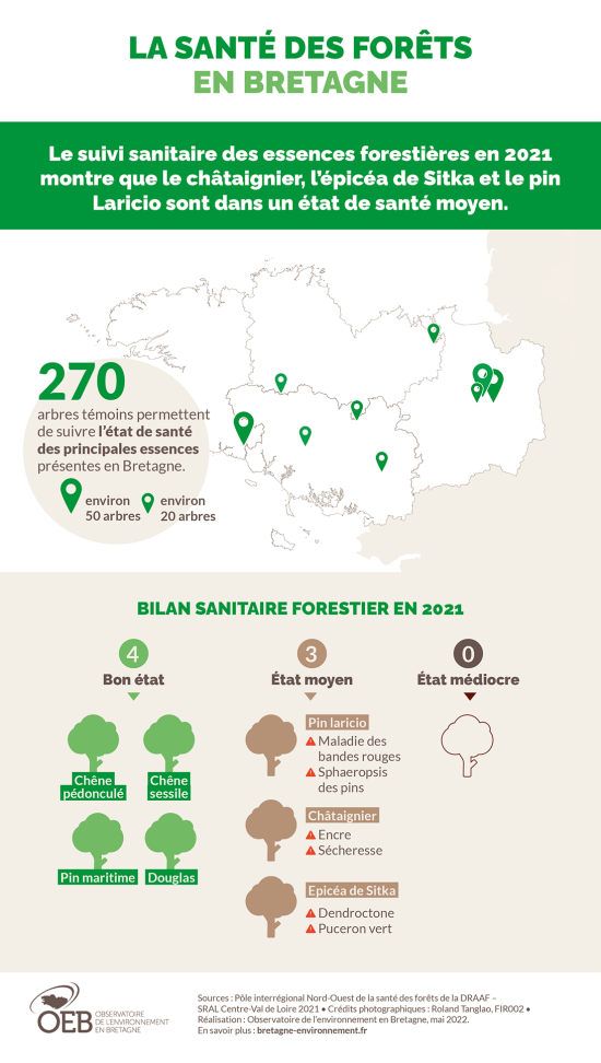 Infographie La santé des forêts en Bretagne