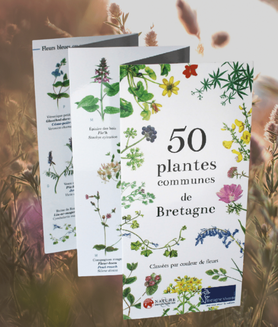 couv 50 plantes communes de Bretagne