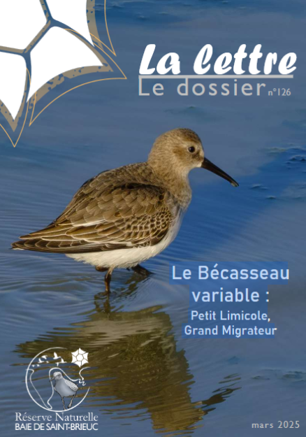 couv La lettre, Réserve naturelle de la baie de Saint-Brieuc n°126 - Le Bécasseau variable : petit limicole, grand migrateur