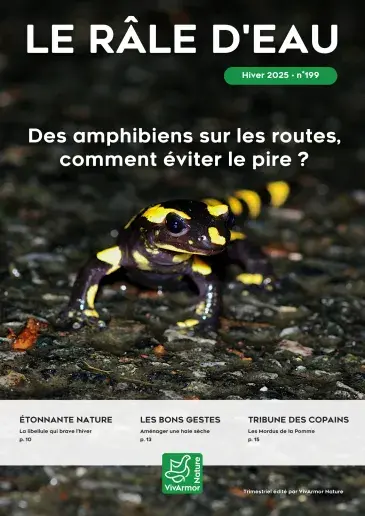 Couv Le Râle d'eau n°199 - Les amphibiens sur les routes, comment éviter le pire ?