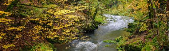 photo de Rivière forestière