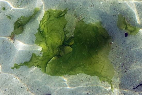 Photo d'Ulves ou « laitues de mer » sous l'eau