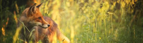 photo Renard roux