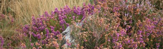Bruyères sur les landes de la réserve naturelle du Cragou