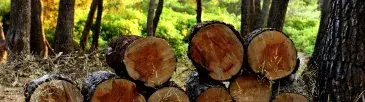 Photo Coupe de bois bûche