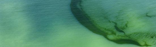 photo de Rideau d'algues vertes dans les eaux littorales, en baie de Douarnenez