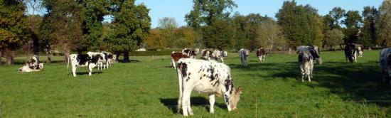Photo Troupeau de vaches dans le bocage breton