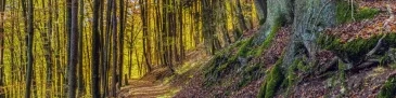 Chemin forestier