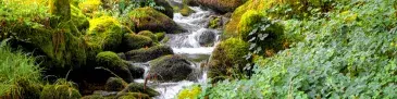 Cours d'eau forestier