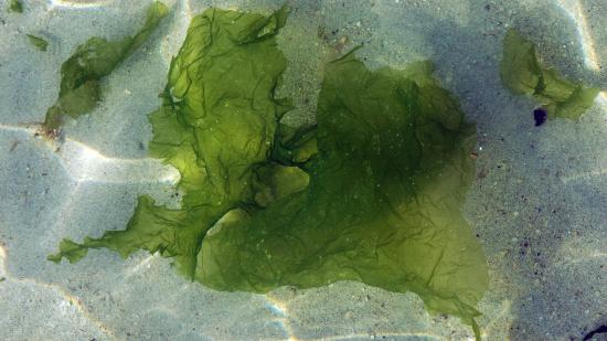 Photo d'Ulves ou « laitues de mer » sous l'eau