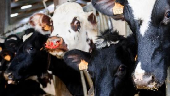 Élevage bovin en stabule