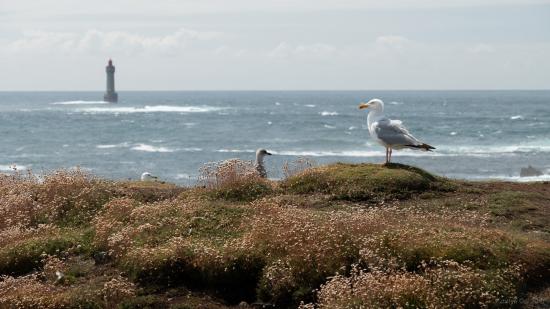 Un goéland posé en bord de falaise, plumes au vent, face à la mer et le phare d'Ouessant